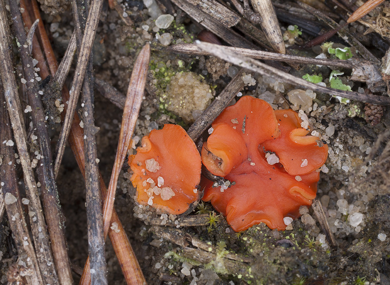 Pulvinula convexella